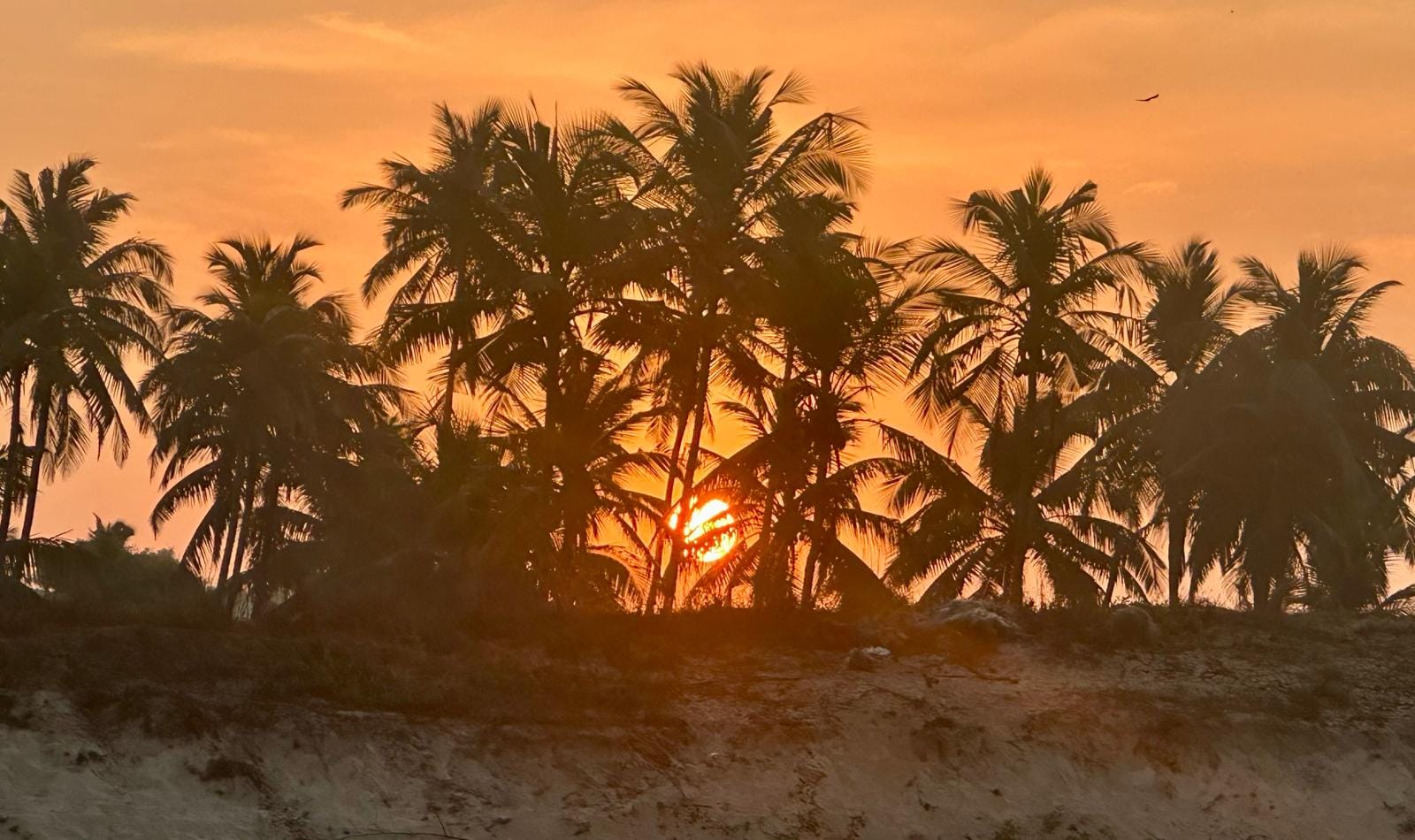 Goa palm-fringed beach at sunset