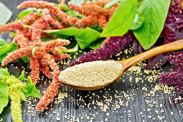 Amaranth groats in a spoon, burgundy, green and red inflorescences with leaves on a wooden board background