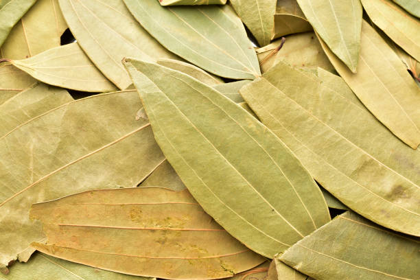 Bay leaves texture background, Indian spice
