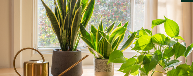 Transform Your Home into a Healing Oasis with the Power of Houseplants