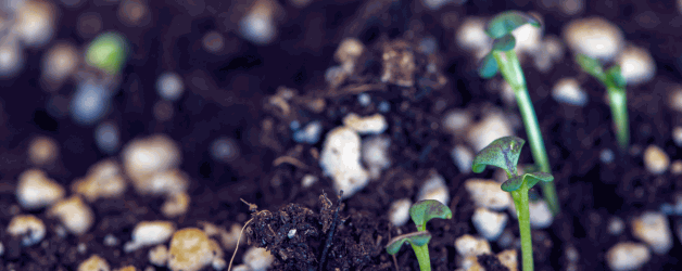 Cocopeat: The Green Elixir of Gardening